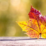 Obsessive-Compulsive Disorder Support Group A