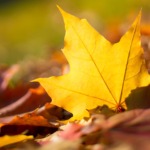 Trichotillomania & Dermotillomania Support Group A